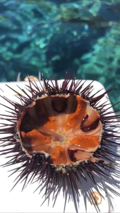 Appartamento Al Centro Di Ustica Isola di Ustica Zewnętrze zdjęcie